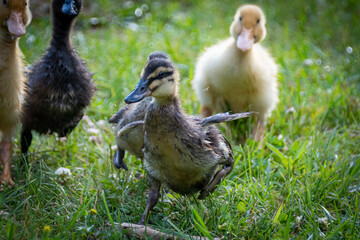 ducklings in the grass