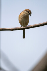 枝にとまるモズの幼鳥
