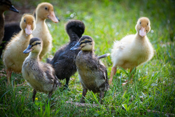 family of ducks