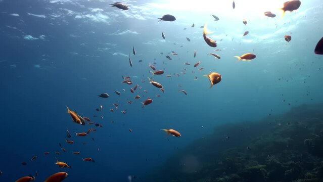A school of fish swimming in the ocean. The fish are orange and blue. The water is clear and blue