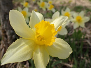 のり面に咲いていたスイセン