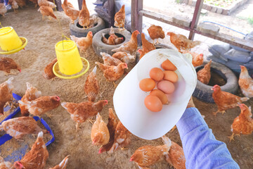Farmer hand holding white plastic container with fresh chicken eggs while collected inside of hen...