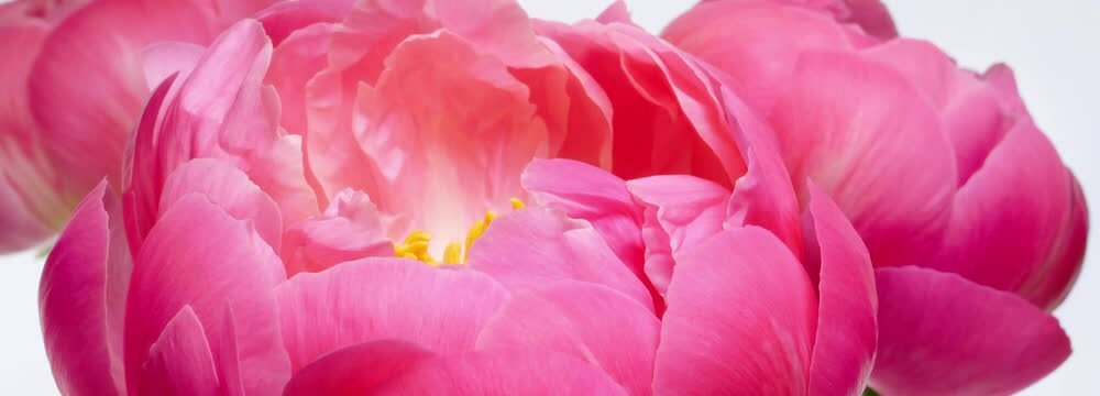 super closeup of pink flowering peony blossom, timelapse of opening buds isolated on white background banner, beauty in nature