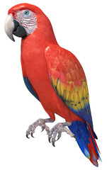 tropical ara macaw parrot red isolated