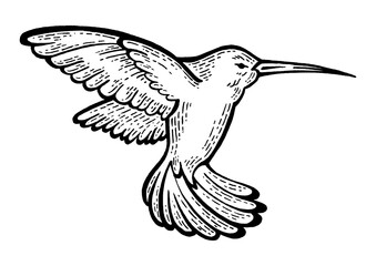 Humming bird animal sketch engraving PNG illustration. Scratch board style imitation. Hand drawn image.