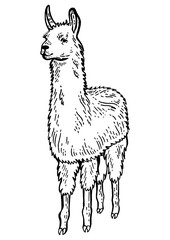 Obraz premium Llama animal sketch engraving PNG illustration. Isolated image on white background. Scratch board style imitation. Hand drawn image.