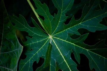 green leaf on black