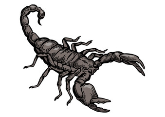Scorpio animal color sketch engraving PNG illustration. Scratch board style imitation. Black and white hand drawn image.