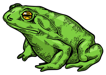 Hallucinogenic frog toad animal color sketch engraving PNG illustration. Scratch board style imitation. Black and white hand drawn image.