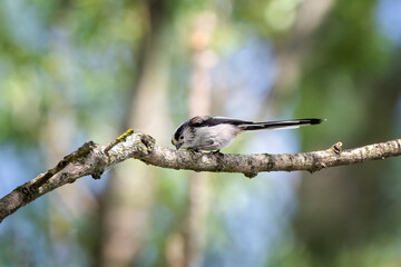 Long-tailed tit or long-tailed bushtit (Aegithalos caudatus) perched on a branch.