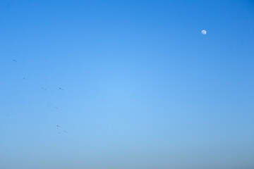 View of the flying kites and the moon in the blue sky