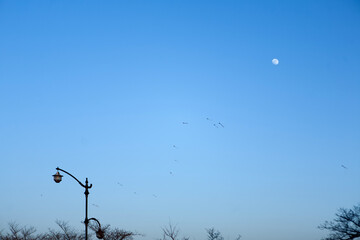 View of the street lamp, flying kites and moon in the blue sky
