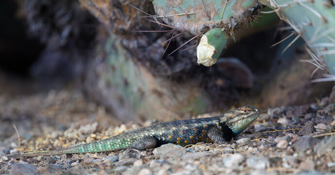 A colorful desert spiny lizard  (Sceloporus magister) on the rocky desert ground.