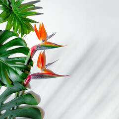Bright Bird of Paradise Flowers Against White Background with Monstera Leaves and Shadows.