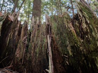The Dells Stump Up Close