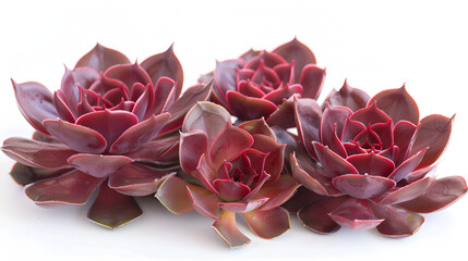 dried rose flower head isolated on white background cutout,Spring garden in full bloom,A close up image of a group of houseleeks,Big red flowers in ,outside, amazing  dried flowers


