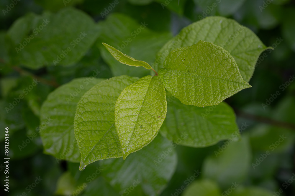 Canvas Prints young green leaves itch bloody.