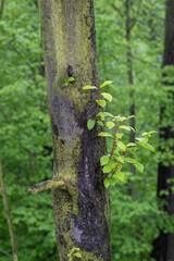 The wide trunk and young leaves itch bloody.