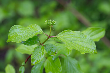 Young green leaves itch bloody and buds.