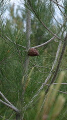 Obraz premium A solitary pine cone, its scales tightly closed, hangs gracefully from a pine tree branch against a backdrop of lush greenery.