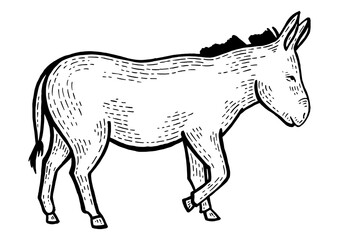 Donkey animal on tree sketch engraving PNG illustration. Scratch board style imitation. Black and white hand drawn image.