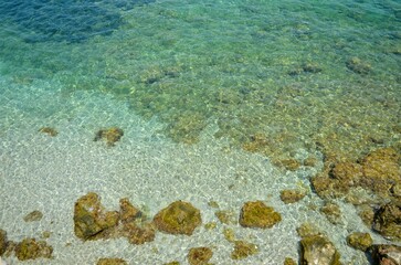 coral reef in the sea