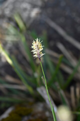 Wood sedge flower