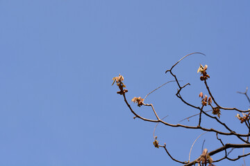 Bottlebrush buckeye branch in the spring