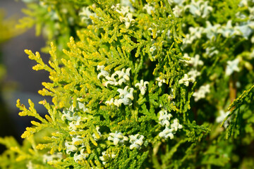 Dwarf golden oriental thuja branches with fruit