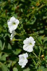 Large white petunia flowers