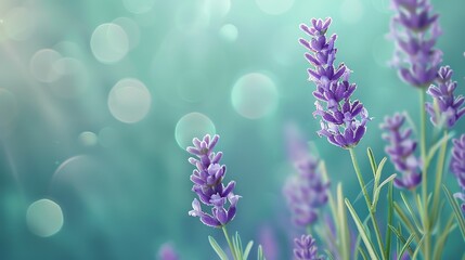 Aromatic lavender, cool teal background, holistic health magazine cover, tranquil natural light, full page display