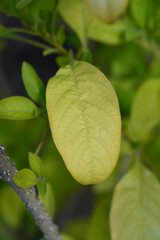 Blue Angels trumpet leaves