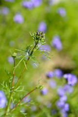 California gilia flower buds