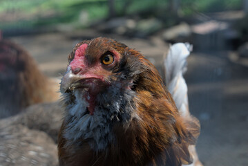 Close up of a chicken exploring a run on a farm