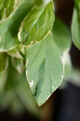Basil Pesto Perpetuo variegated leaves