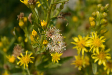 Sticky aster flowers
