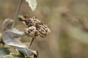 Common marsh mallow seeds