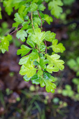 Hawthorn turkey leaves after rain.