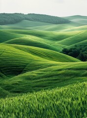 Green rolling hills of Tuscany, Italy