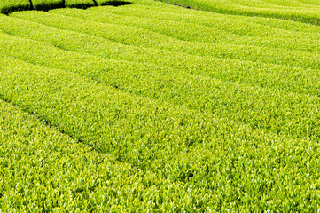 Japanese green tea plantation in sunny morning