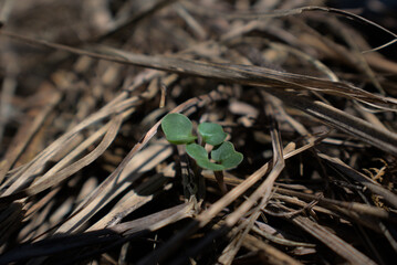 Close up of a seedling sprout growing from mulched ground in a garden on a farm