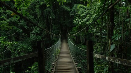 Wooden bridge across the forest with foliage around