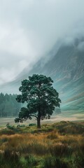 picturesque foggy landscape with lonely tree in foreground