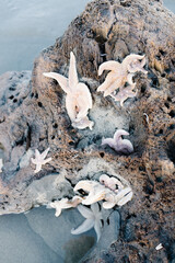 Starfish on Driftwood on the Beach