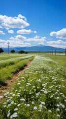 Field of white flowers with a mountain in the distance