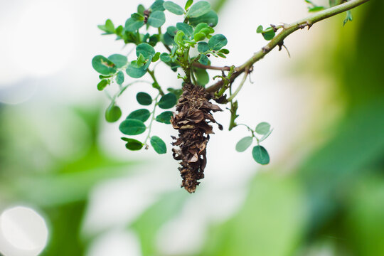 Bagworm Moth (Thyridopteryx ephemeraeformis)