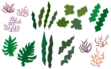 いろいろな海藻の手描きイラスト