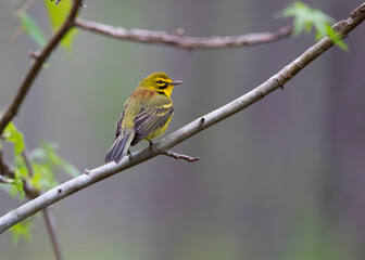 prairie warbler in tree perch