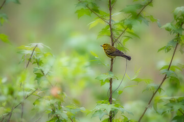 prairie warbler in tree perch