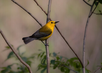 prothonotary warbler